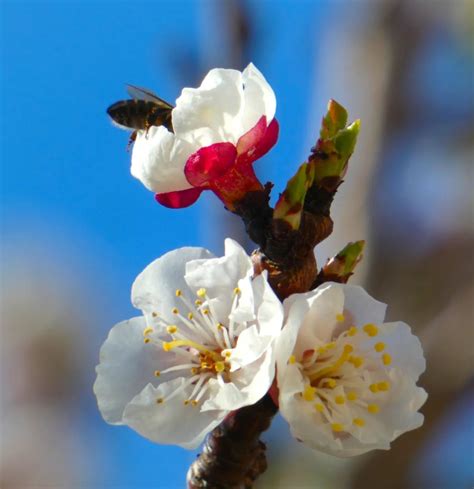 杏樹|杏（蔷薇科李属一种植物）